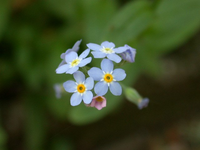 Myosotis sylvatica / Nontiscordardim dei boschi